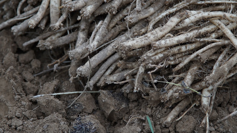 鎂肥與作物產量關系